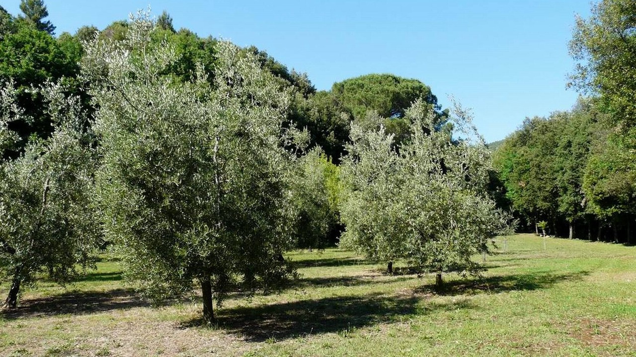 Photo of Outdoor in Pomaia