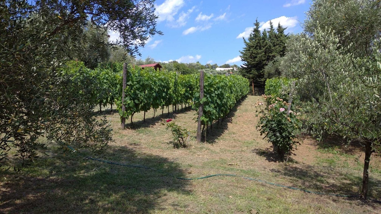 Photo of Outdoor in Capannori