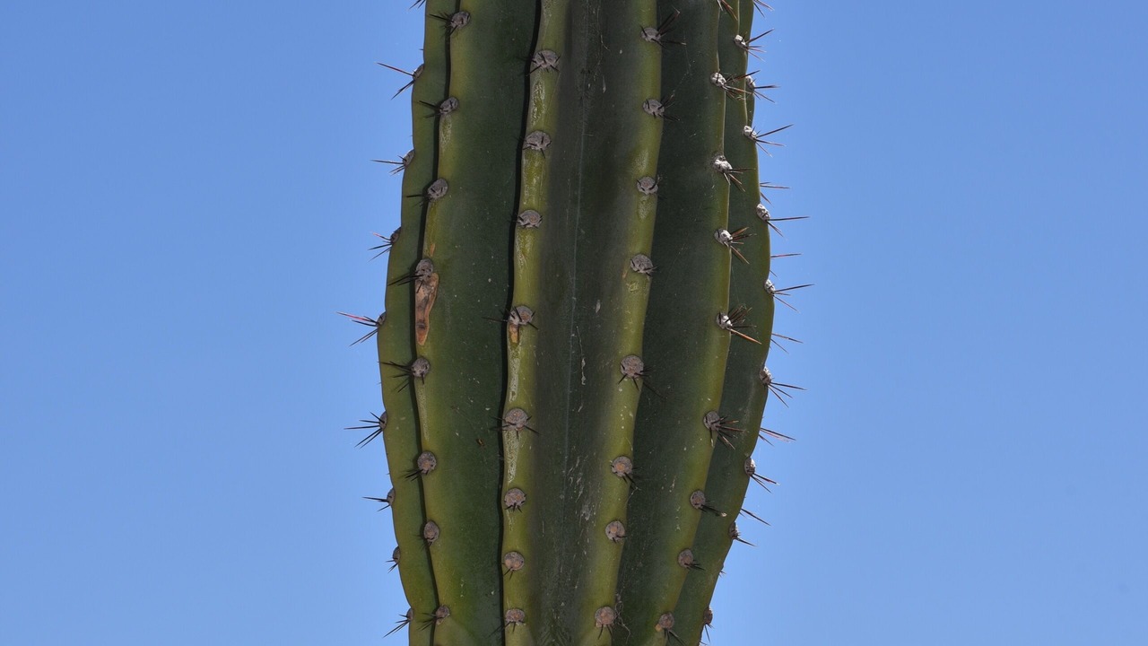 Photo of Others in Cap-Ferrat