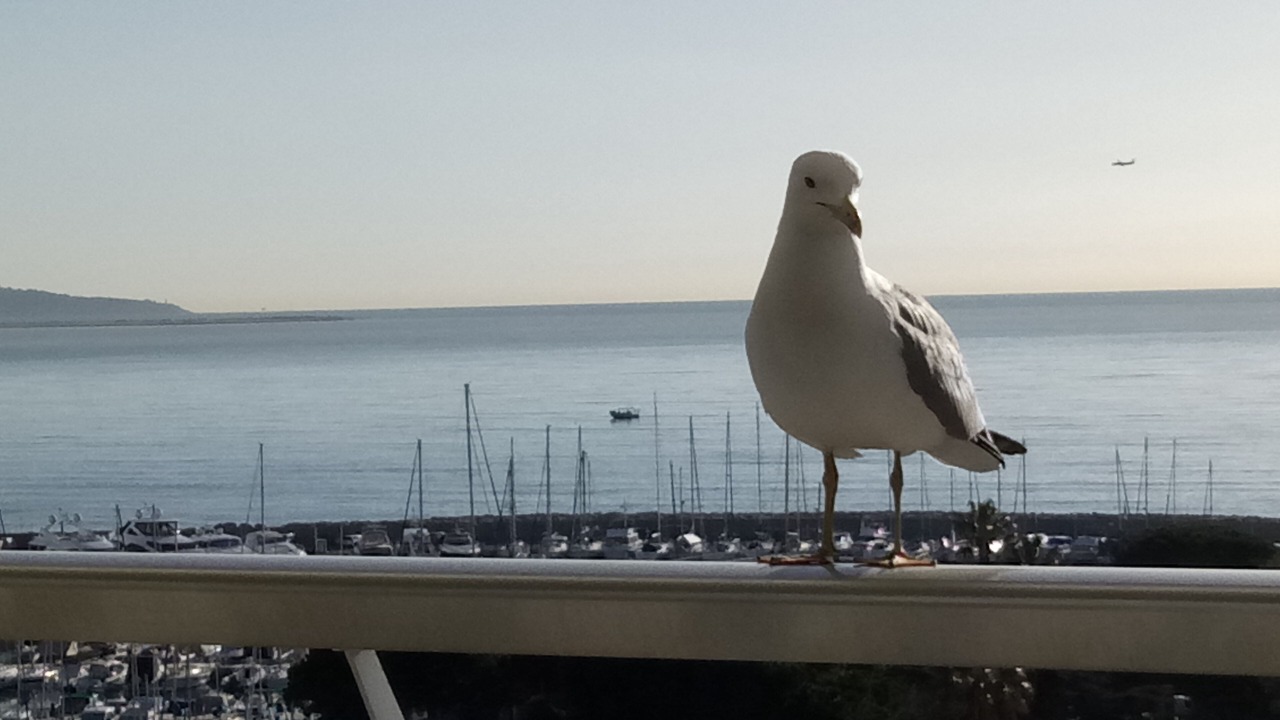 Photo of Others in Villeneuve Loubet Beach