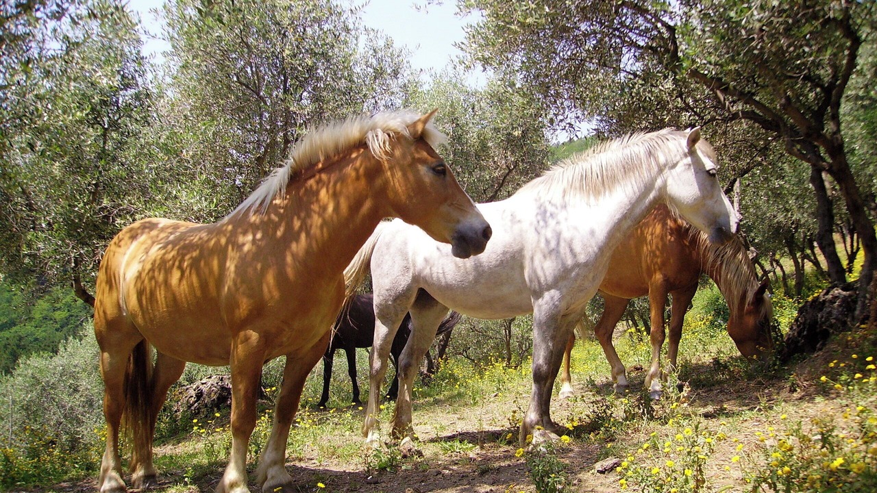Photo of Others in Petrognano