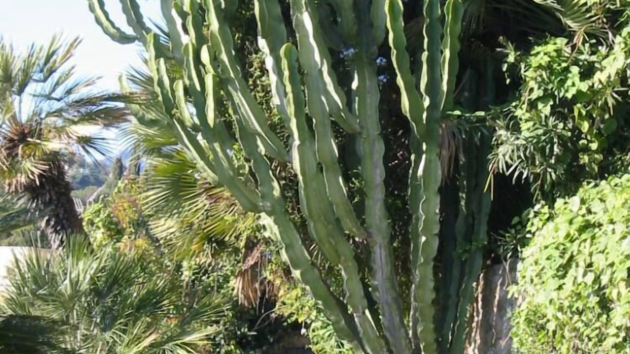 Photo of Outdoor in Menton