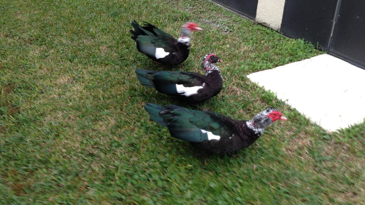 Photo of Others in Eagle Pointe South