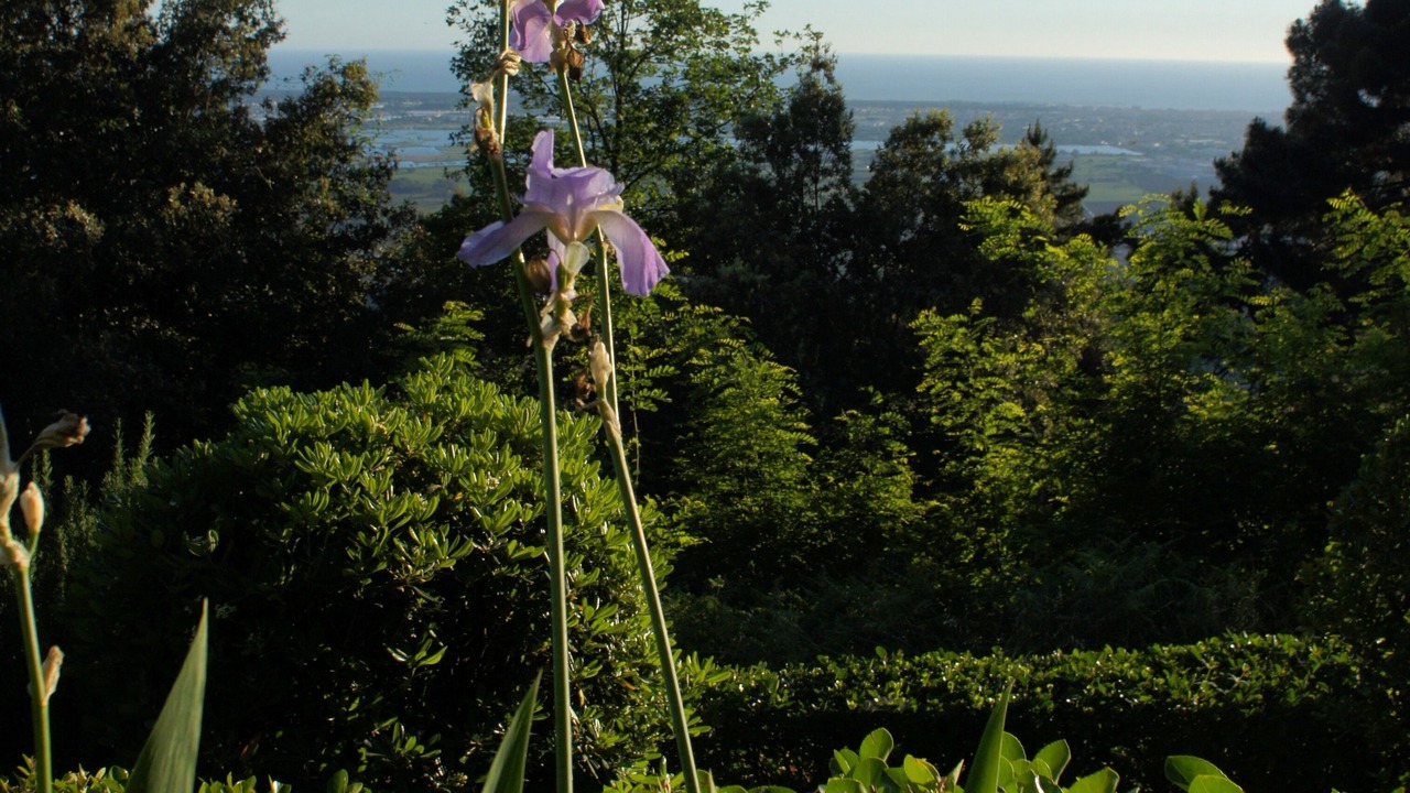 Photo of Outdoor in Massarosa