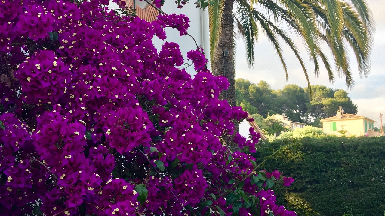Photo of Outdoor in Cagnes-sur-Mer