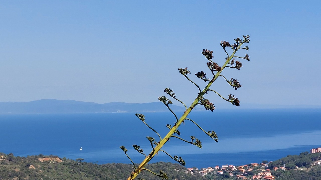 Photo of Others in Rio nell'Elba