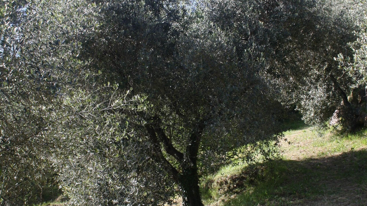 Photo of Outdoor in Villabuona