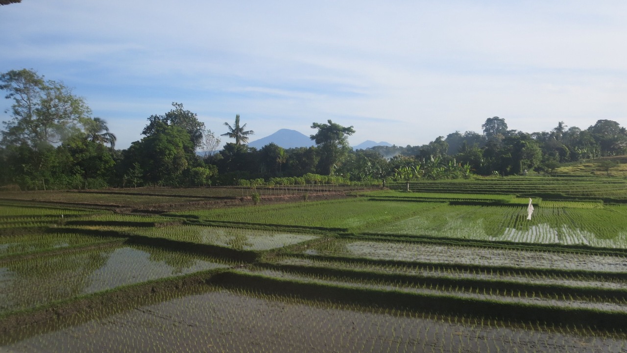 Photo of Others in Kerambitan