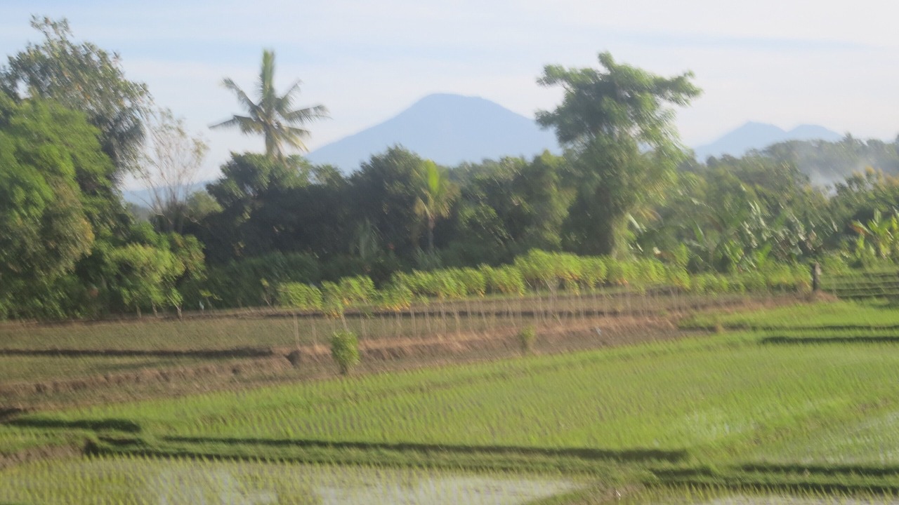 Photo of Others in Kerambitan