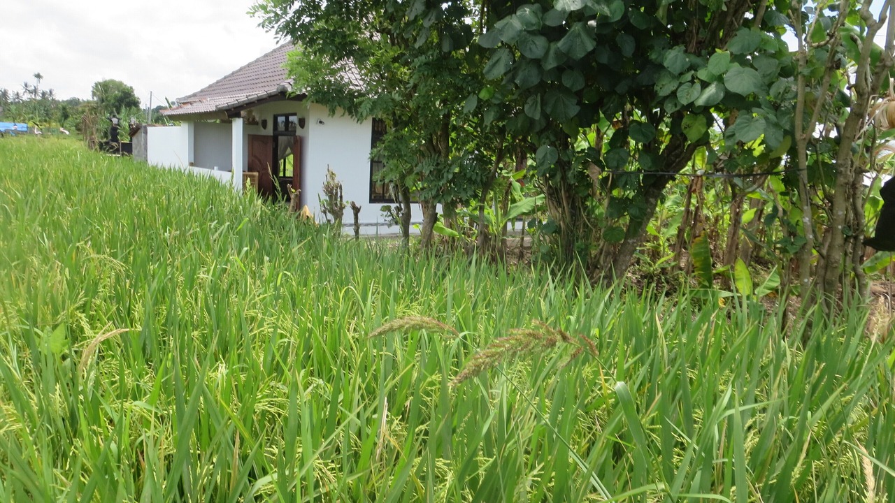Photo of Outdoor in Kerambitan