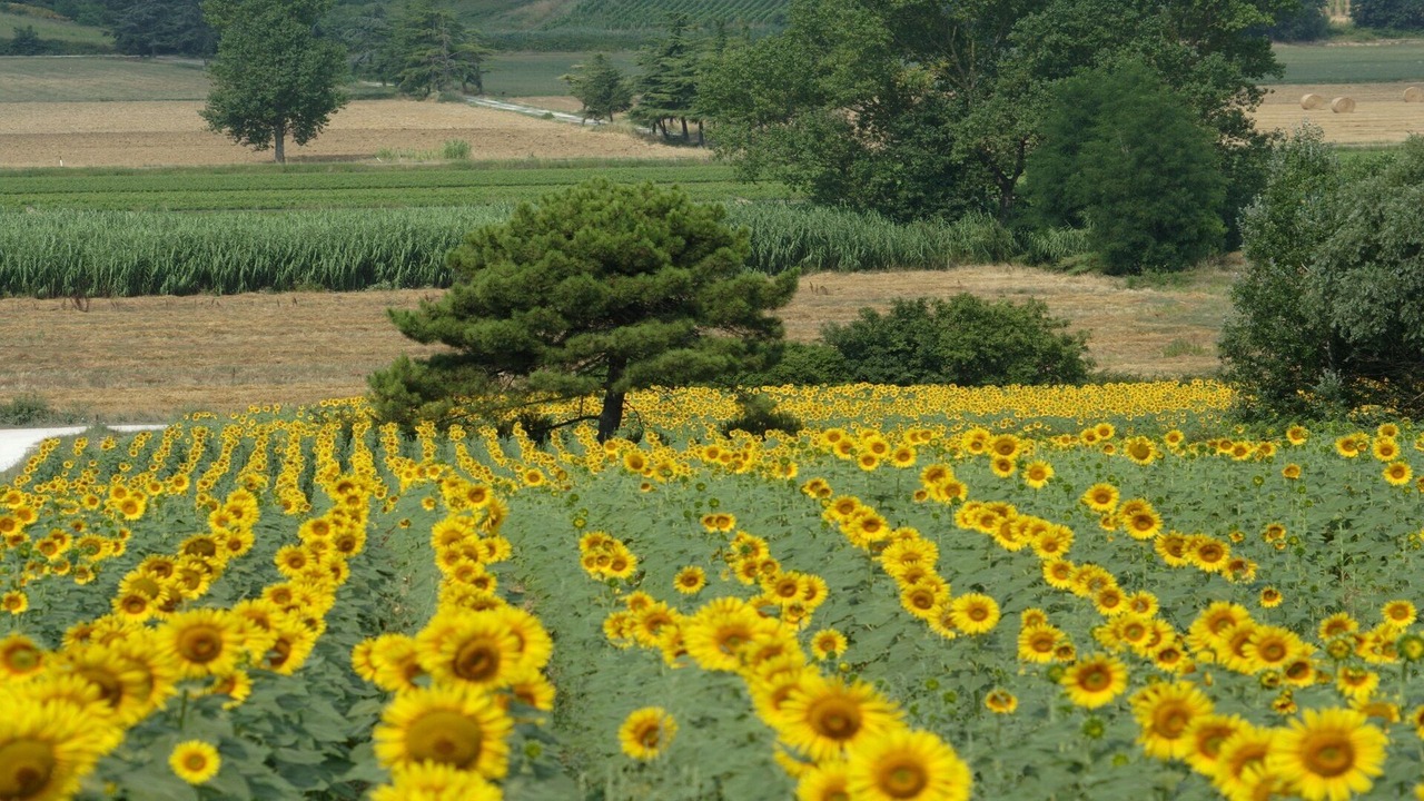 Photo of Outdoor in Crespina