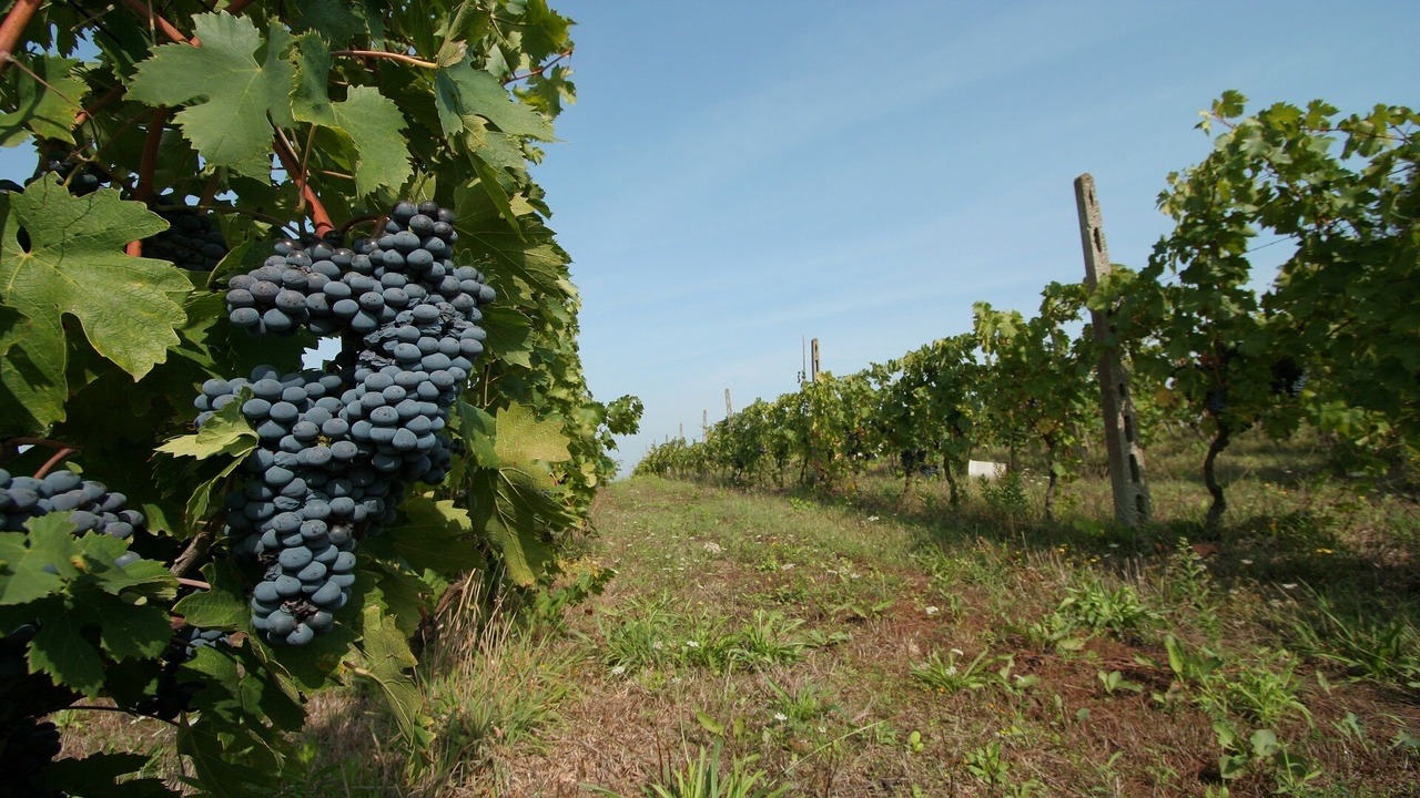 Photo of Outdoor in Crespina