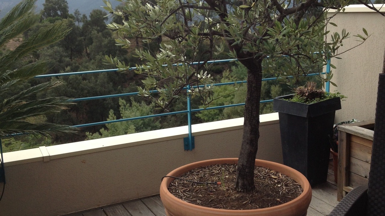 Photo of Outdoor in Mandelieu-La-Napoule