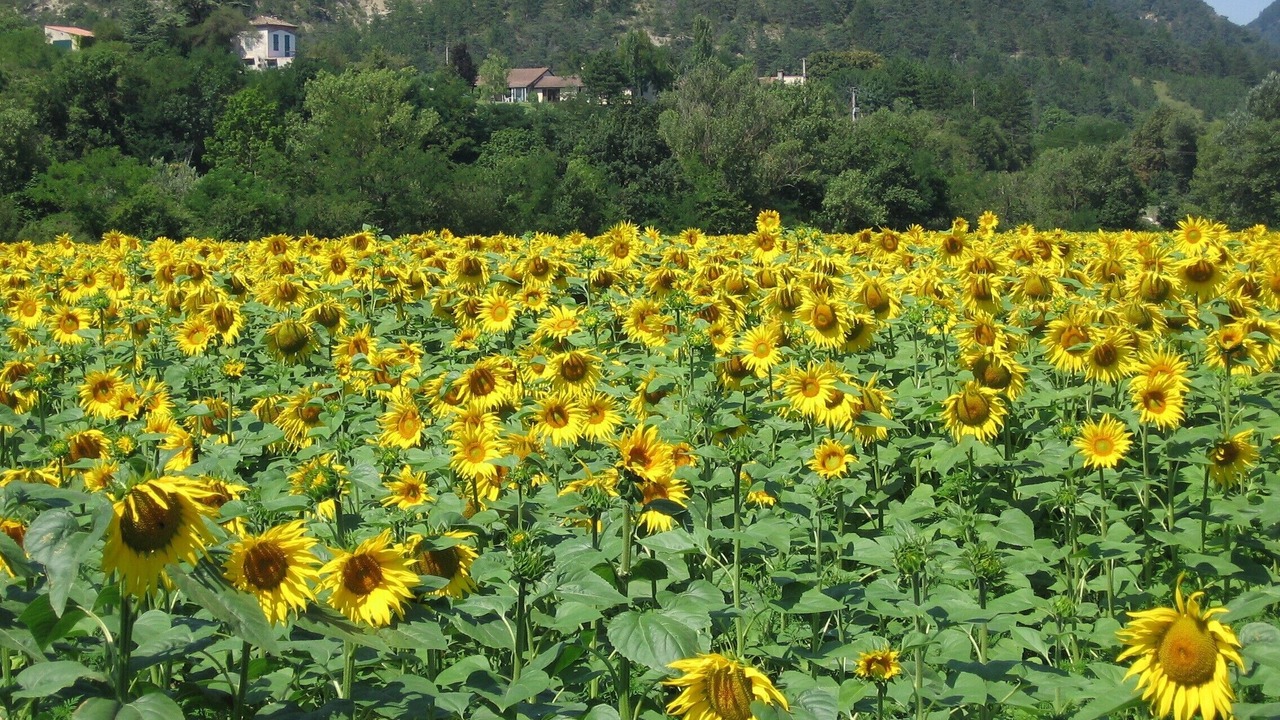 Photo of Outdoor in Mougins