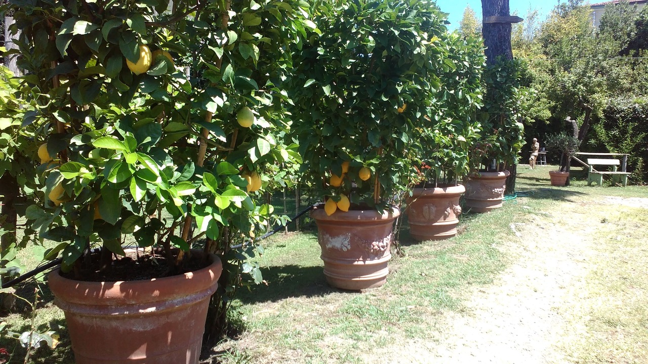 Photo of Outdoor in Torre del Lago Puccini