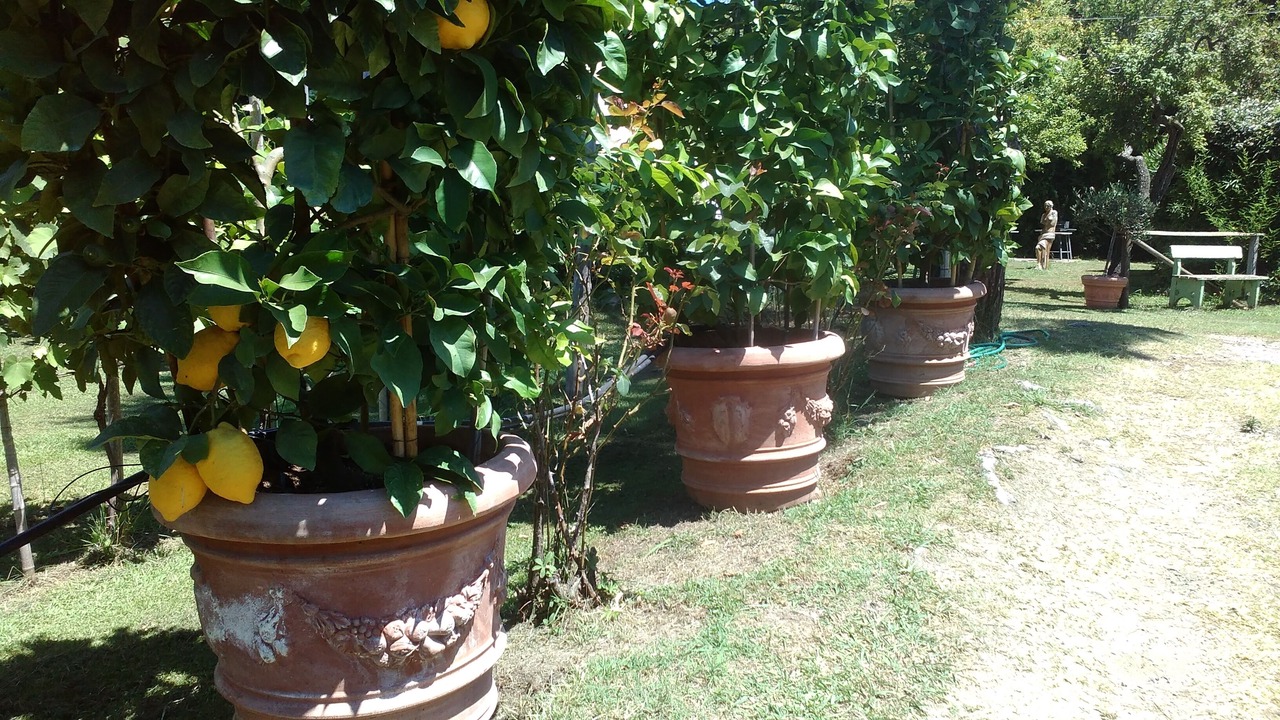 Photo of Outdoor in Torre del Lago Puccini