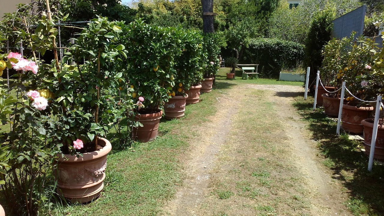 Photo of Outdoor in Torre del Lago Puccini