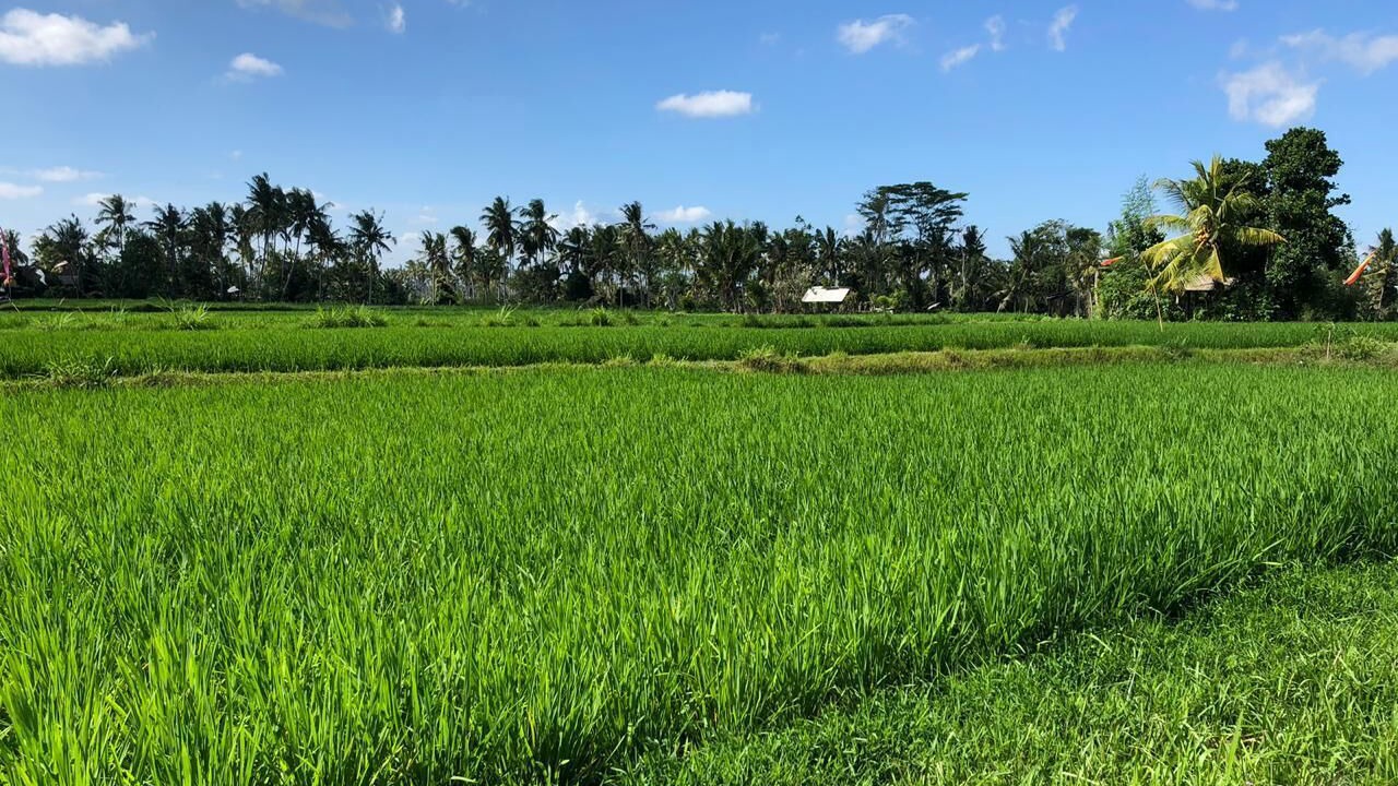 Photo of Others in Ubud City-Centre