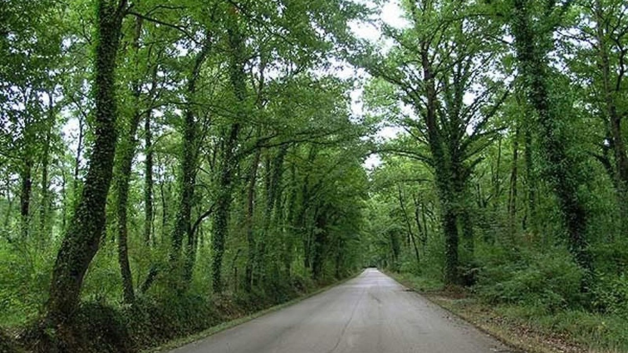 Photo of Others in Montorsaio