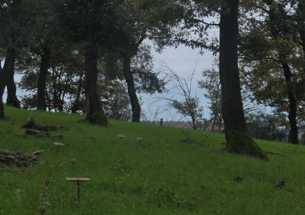 Photo of Others in Montorsaio