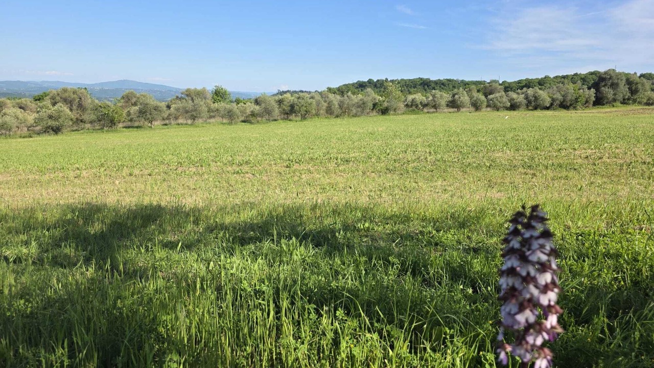Photo of Others in Sarteano