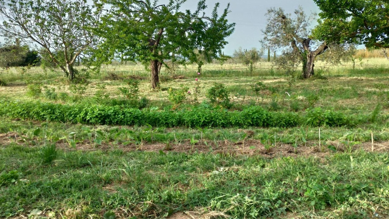 Photo of Others in Donoratico