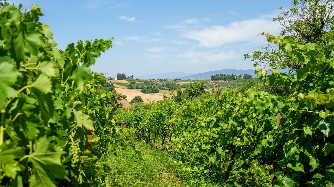 Photo of Others in Foiano della Chiana