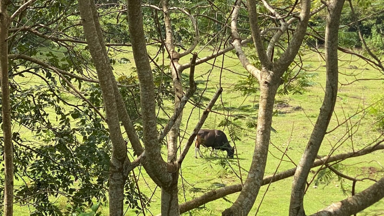 Photo of Others in Bukit
