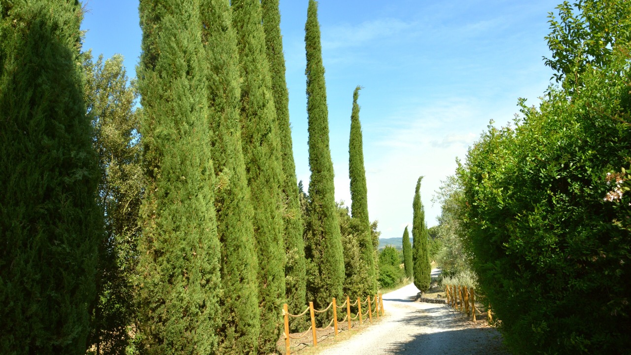 Photo of Others in Asciano