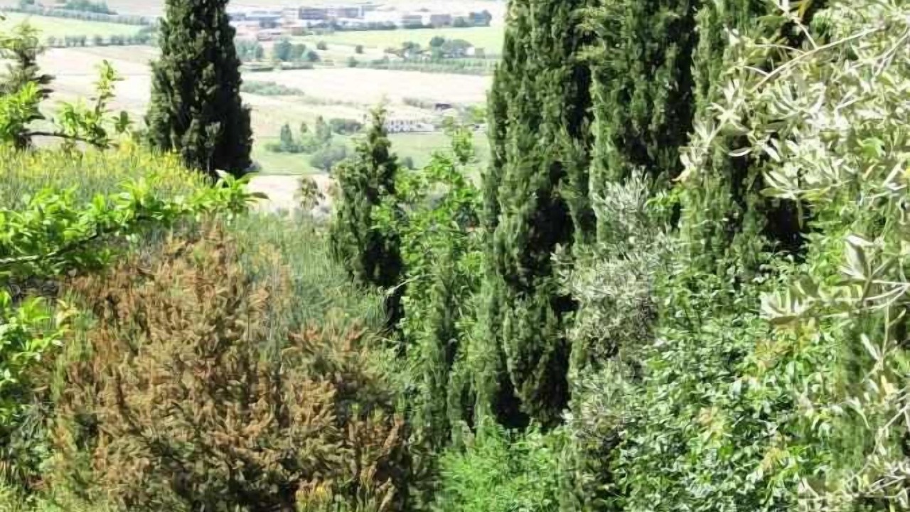Photo of Outdoor in San Giuliano Terme