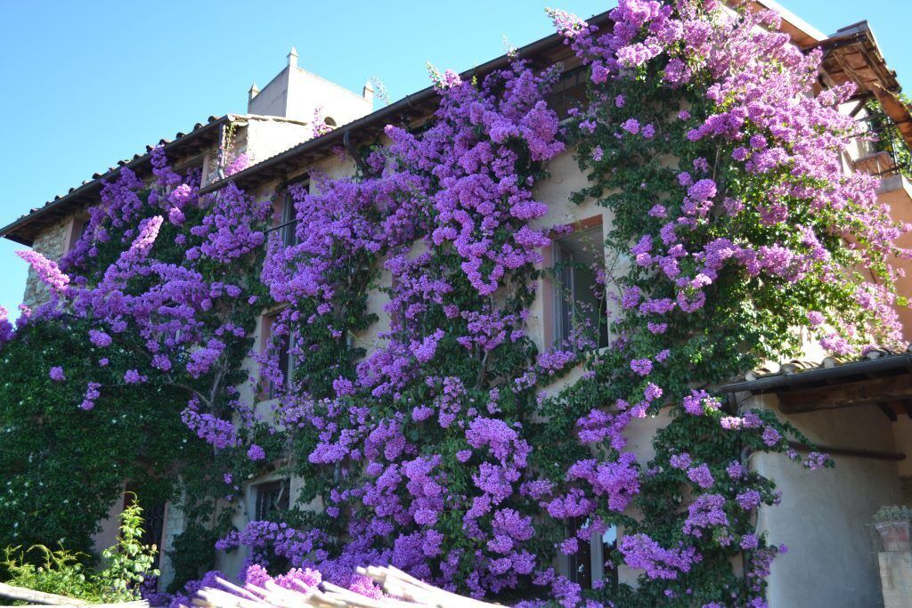 Photo of Outdoor in Camaiore
