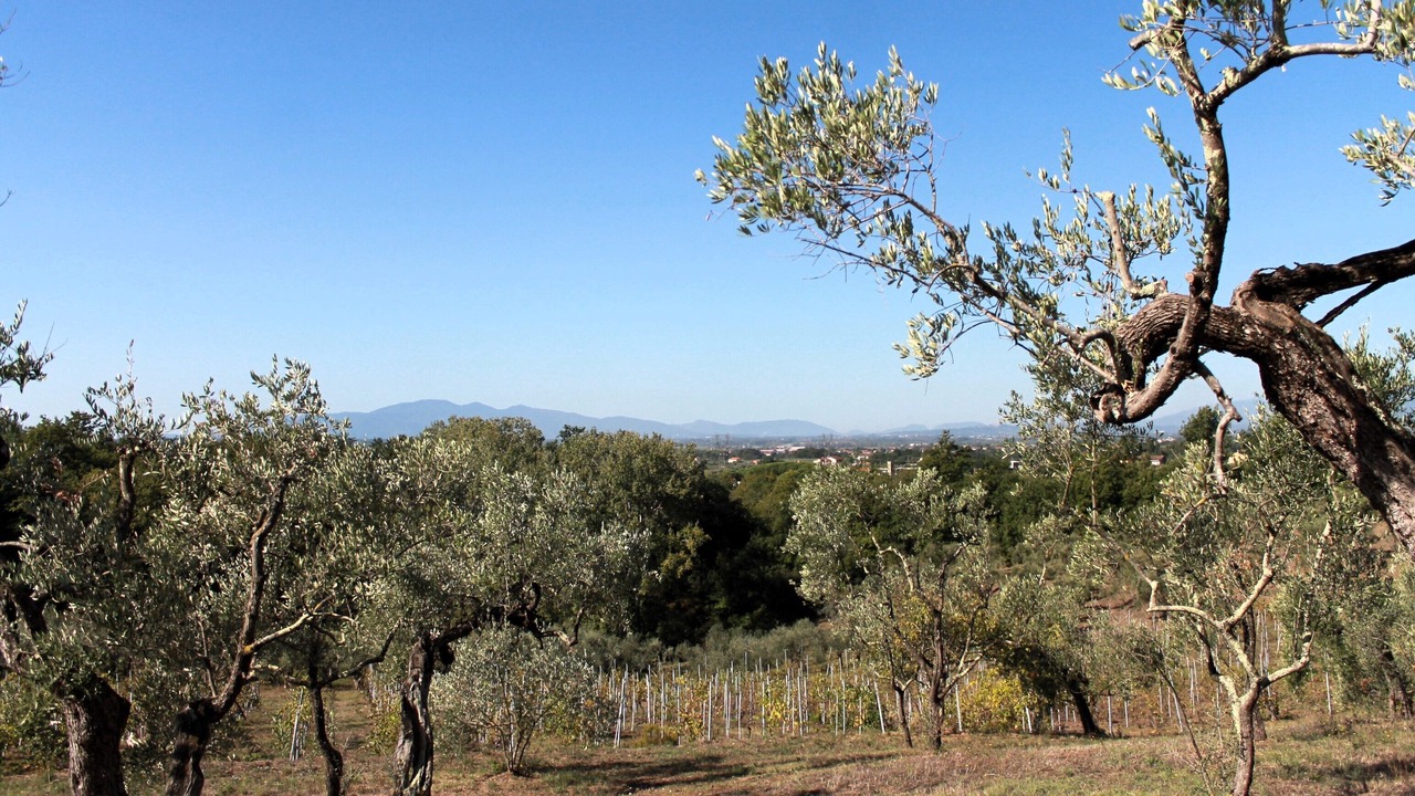 Photo of Outdoor in Pistoia