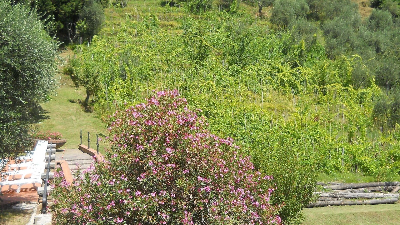 Photo of Outdoor in Petrognano