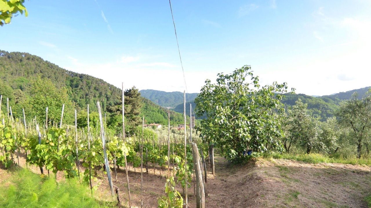 Photo of Outdoor in Pescaglia