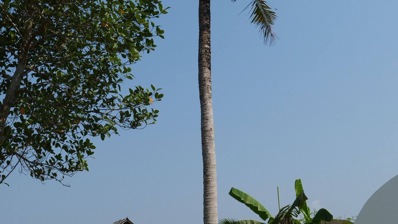 Photo of Outdoor in Cepaka