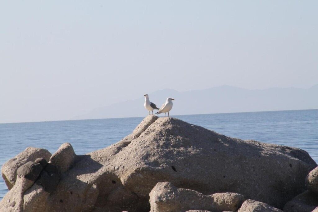 Photo of Others in Zanca