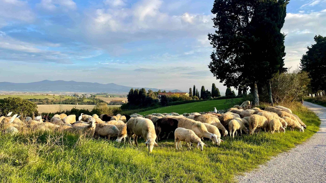 Photo of Others in Rosignano Marittimo