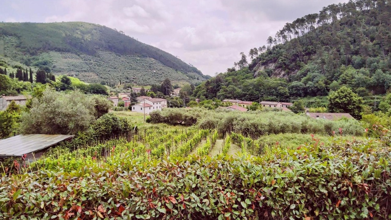 Photo of Others in Sant'Andrea di Compito