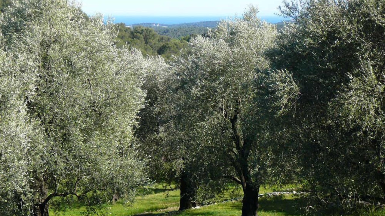 Photo of Others in Le Rouret