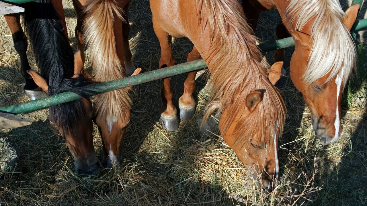 Photo of Others in Paciano