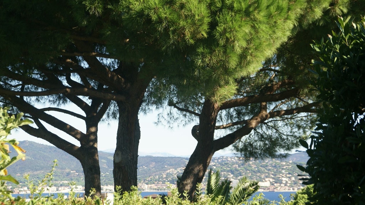 Photo of Others in Saint-Tropez