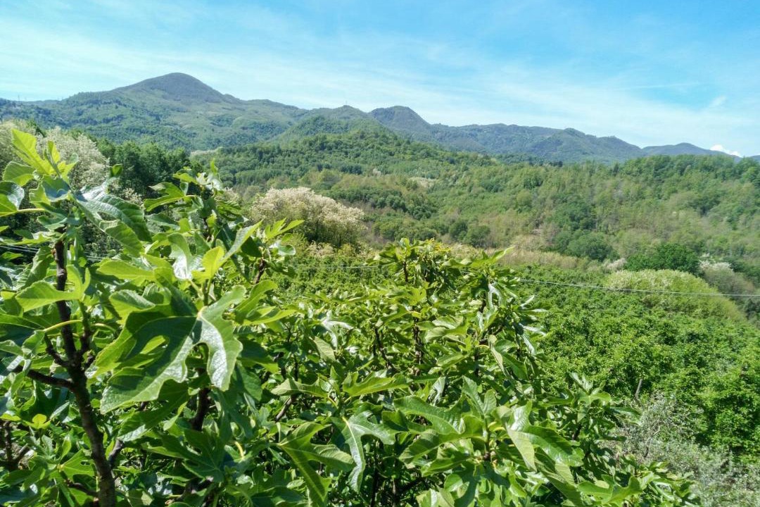 Photo of Others in San Terenzo Monti