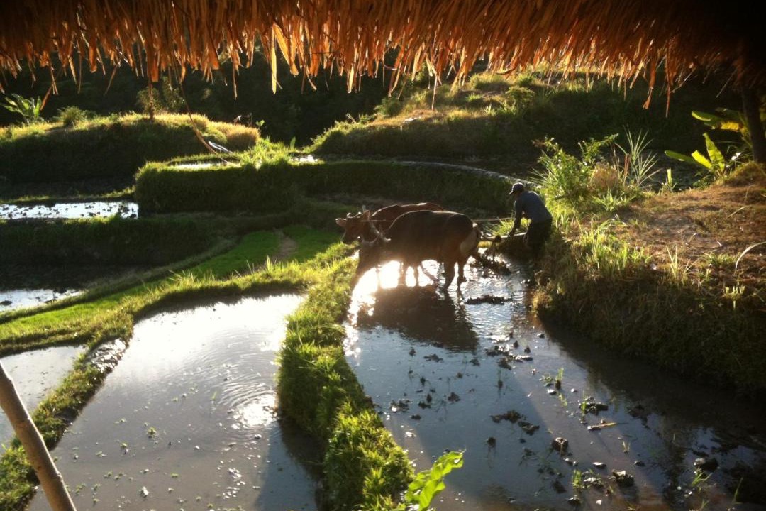 Photo of Outdoor in Sukasada