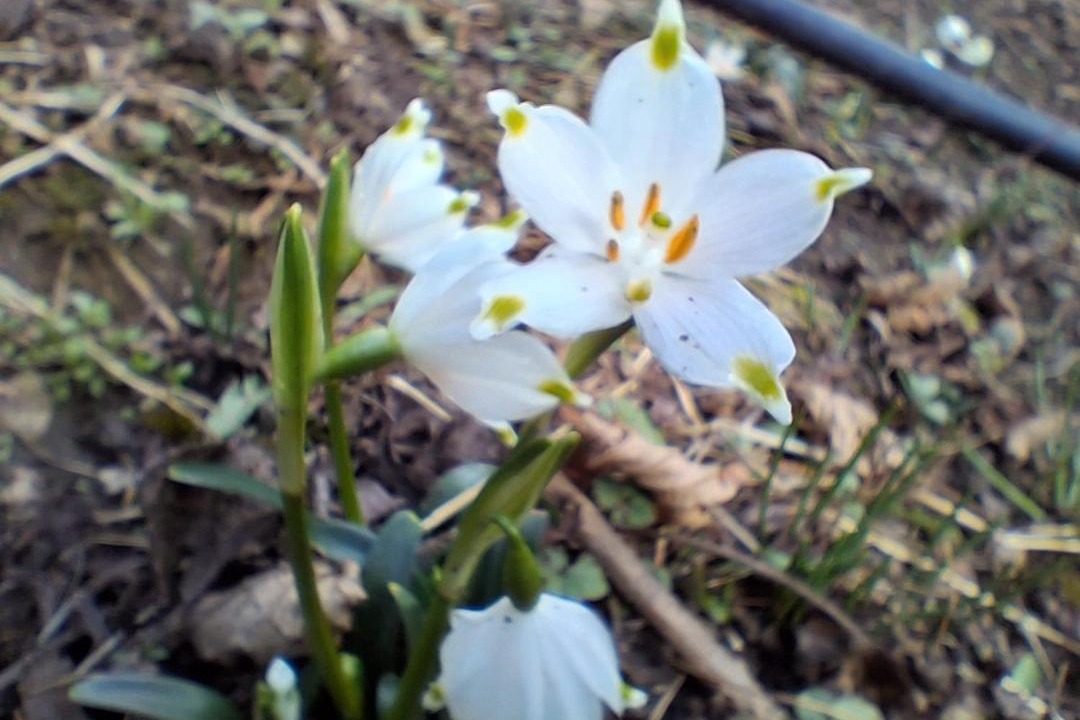Photo of Outdoor in Maggio