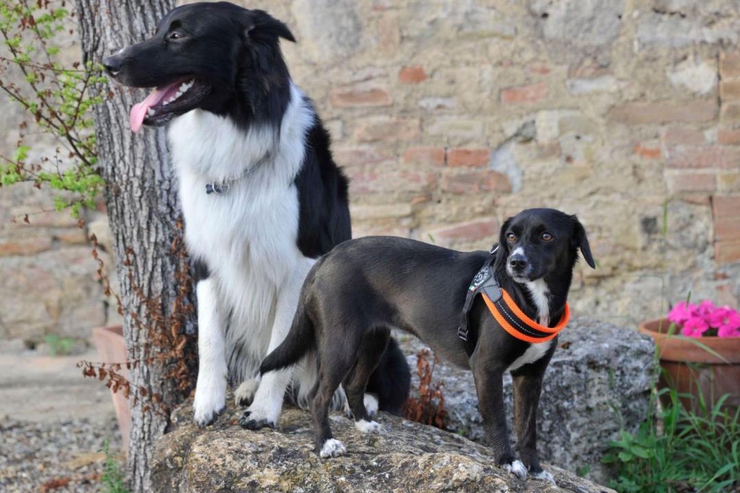 Photo of Others in Sovicille