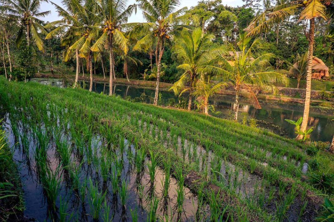 Photo of Outdoor in Tabanan