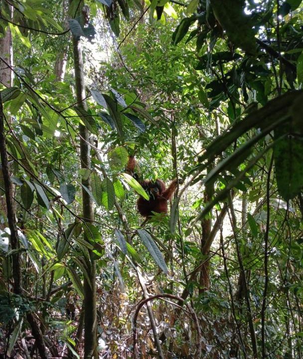 Photo of Others in Bukit Lawang