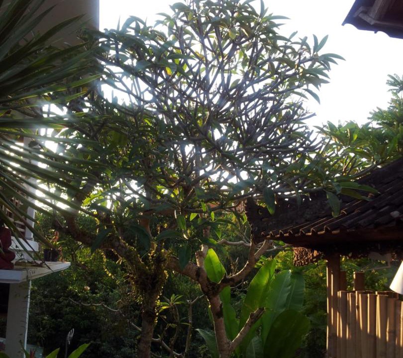 Photo of Others in Ubud City-Centre