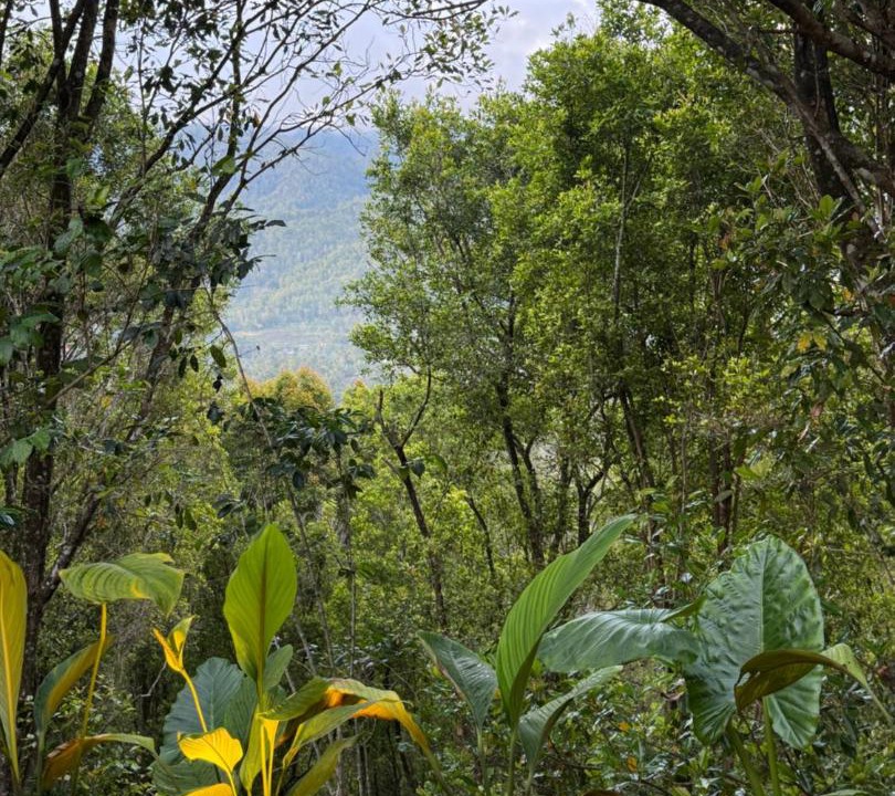 Photo of Others in Munduk