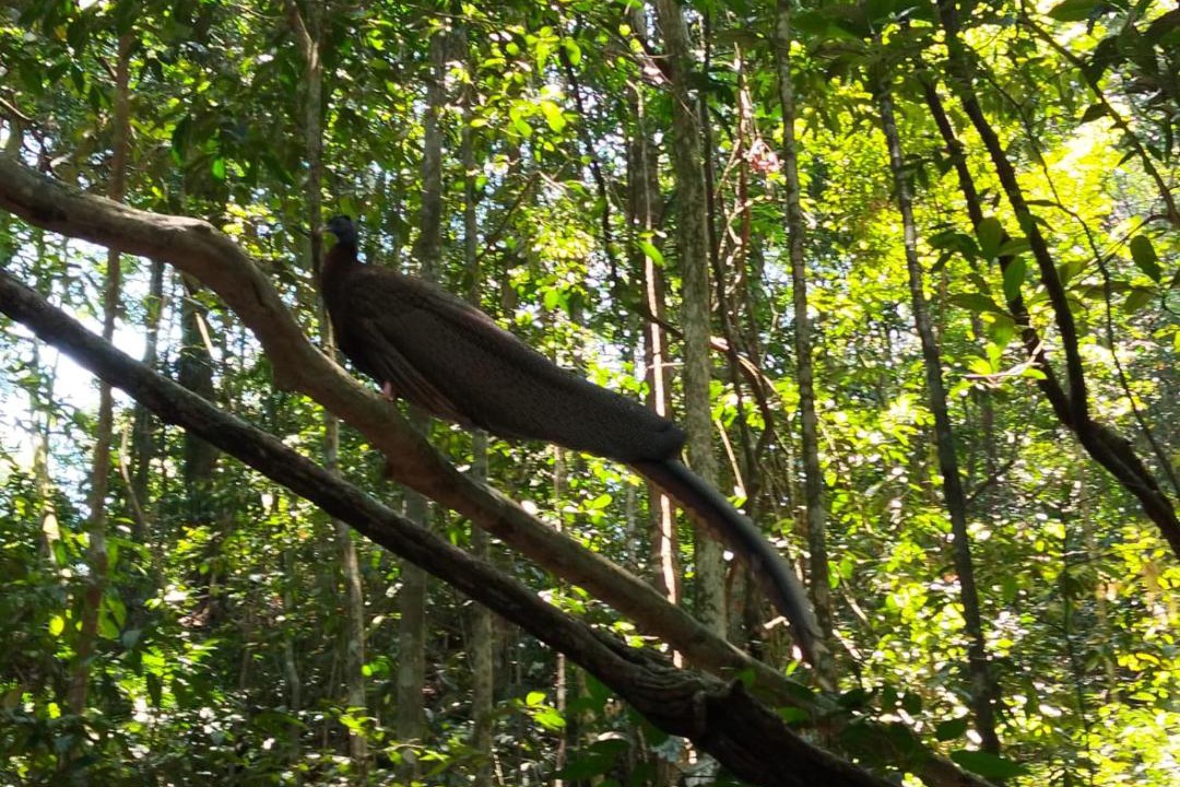 Photo of Others in Bukit Lawang